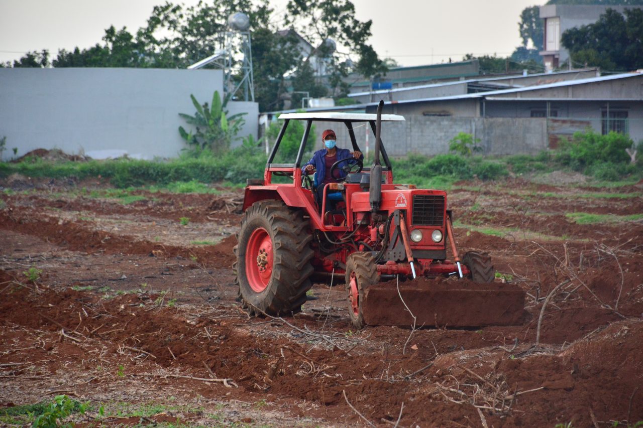 Sử dụng máy móc trong công tác làm đất chuẩn bị cho mùa vụ tái canh giúp đẩy nhanh tiến độ thực hiện, tiết giảm nhân công lao động, tiết kiệm chi phí