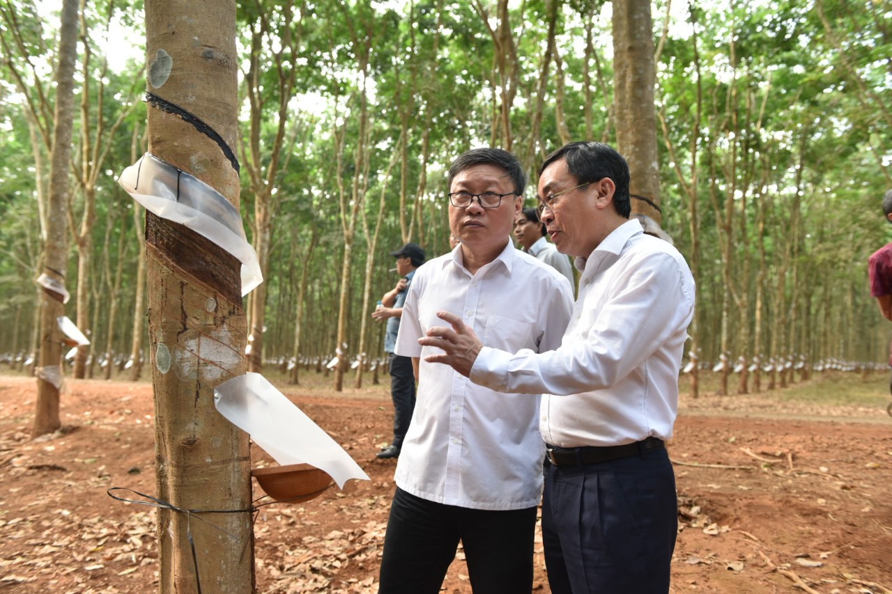 Ông Đỗ Minh Tuấn – TGĐ Cao su Đồng Nai (phải) giới thiệu kỹ thuật cạo tại vườn cây cao su tại Nông trường Bình Lộc